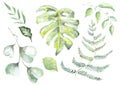 Drawing monstera tropical leaves: mostera, eucaliptus fern.ÃÂ 